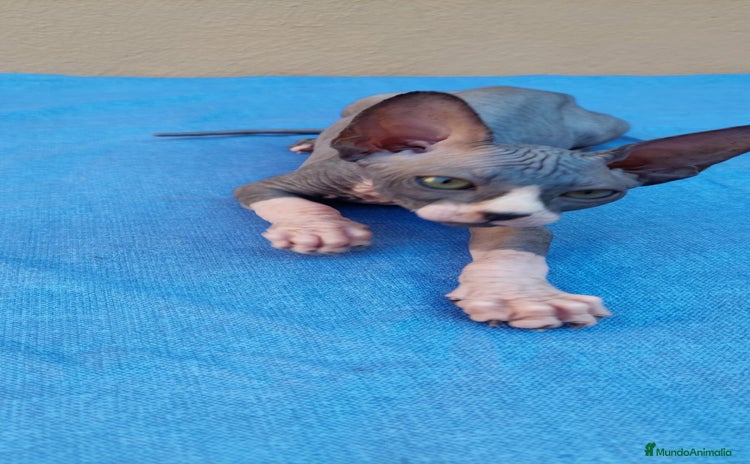 Sphynx gatos - Propaganda 3