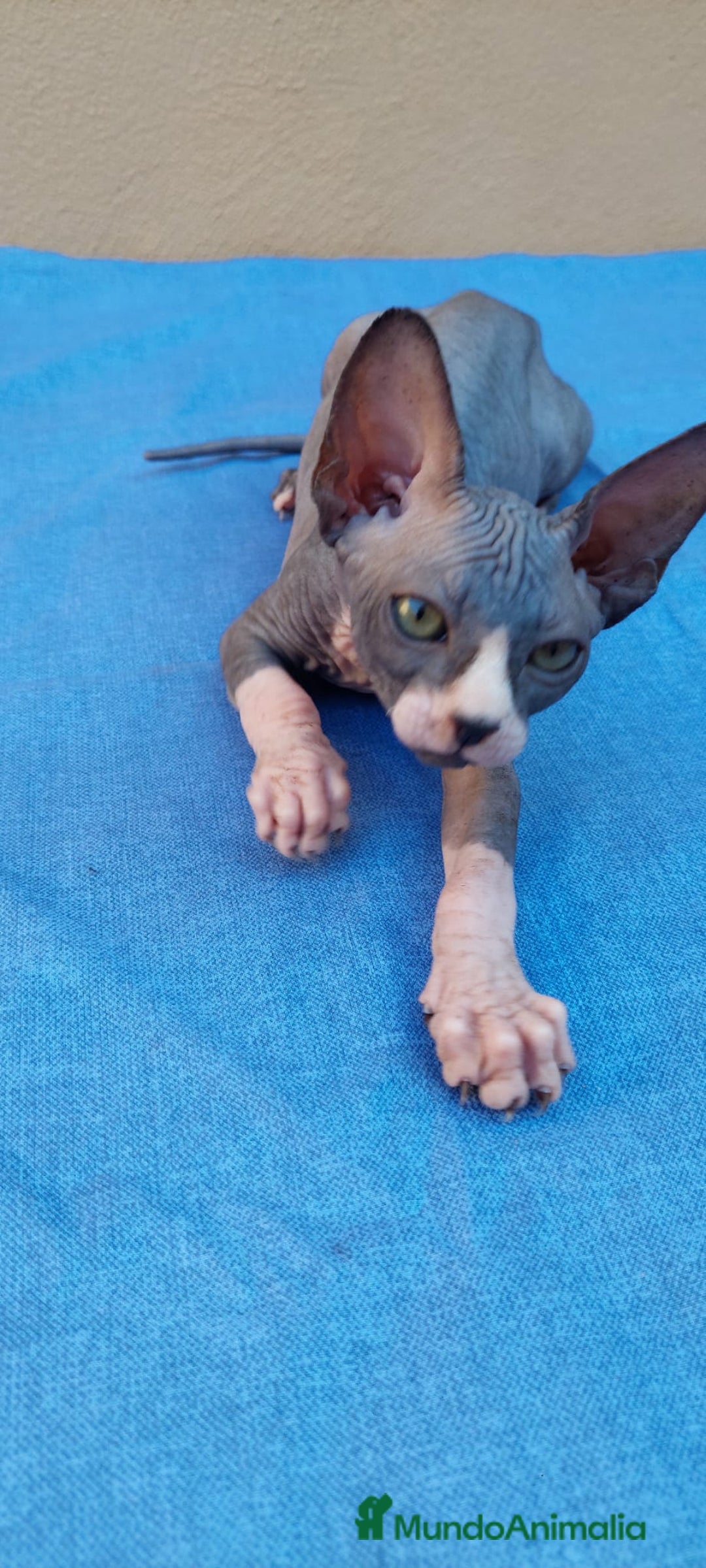 Sphynx gatos en venta: Nueva camada de gatitos sphynx  - Imagen 1