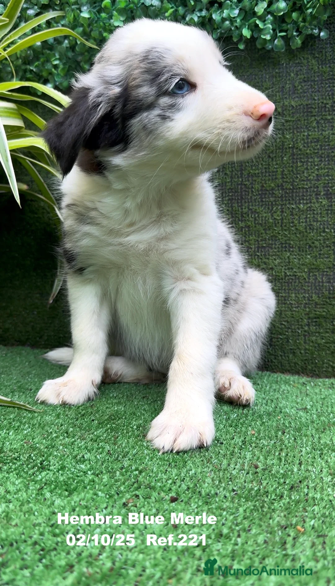 Border Collie perros en venta: Border Collie hembra Blue Merle - Anuncio 18
