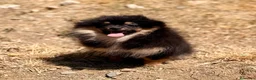 Pomerania perros en venta: ÚLTIMA HEMBRA POMERANIA BLACK AND TAN - Anuncio 3