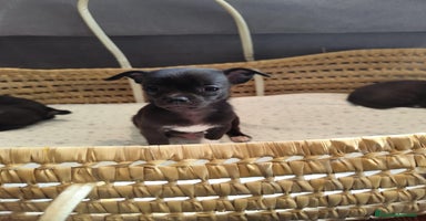 Chihuahua perros - Anuncio 9