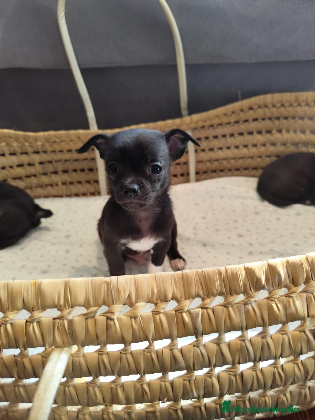 Chihuahua perros en venta: Chihuahua toy cabeza manzana - Imagen 3