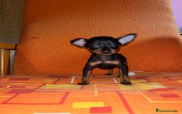 Ratón de Praga perros en venta: Ratón de praga  - Imagen 2
