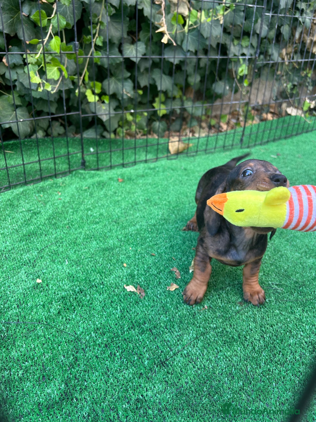 Teckel Miniatura perros en venta: teckel arlequin  - Imagen 5