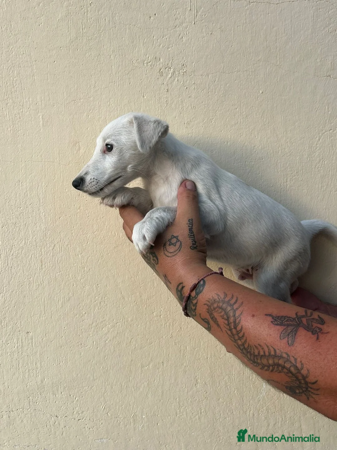 Fox Terrier de Pelo Liso perros en venta: Fox terrier pelo fino - Anuncio 2