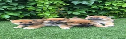 Shiba Inu perros en venta: Shiba Inu - Anuncio 3