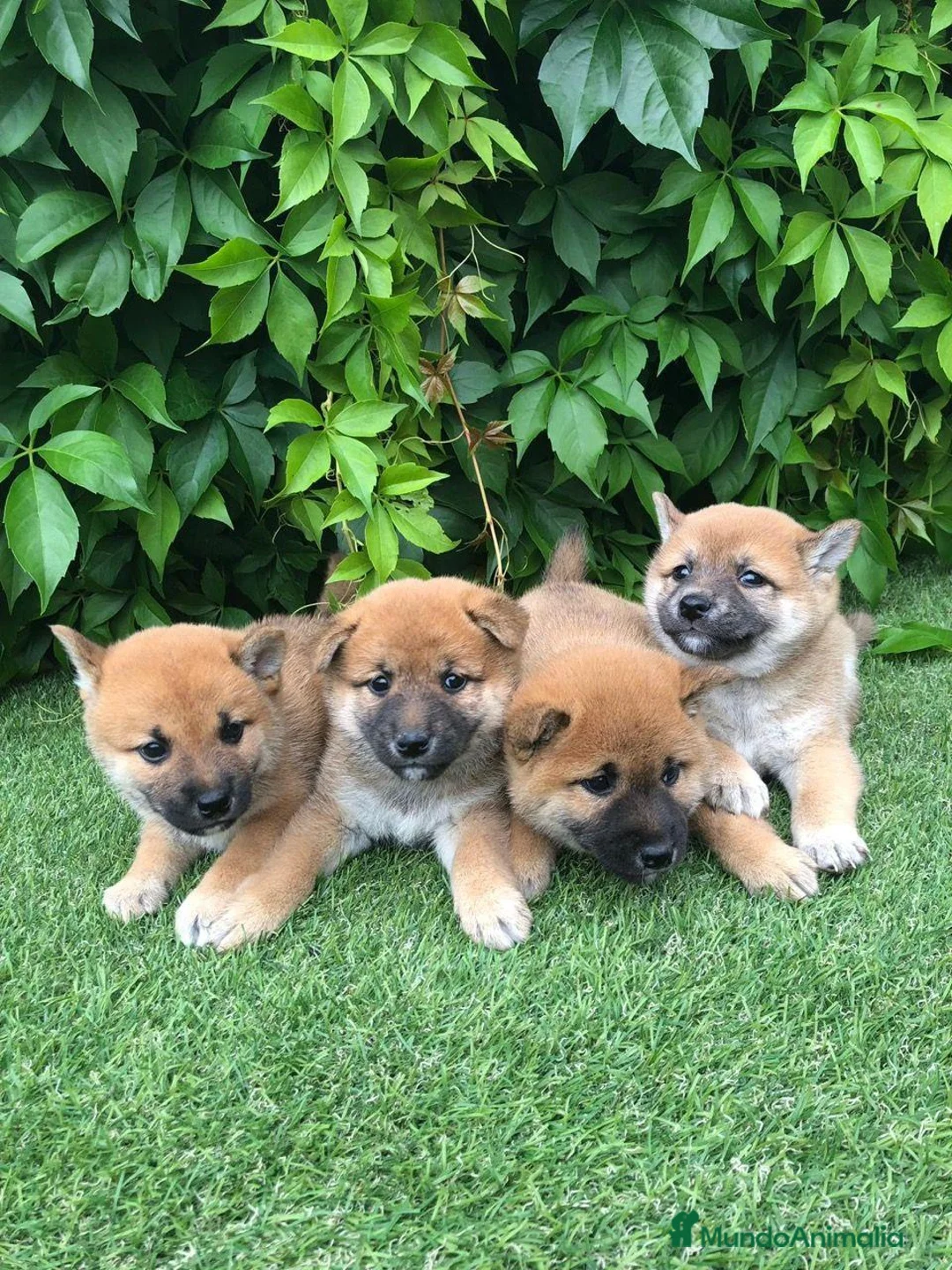 Shiba Inu perros en venta: Shiba Inu - Anuncio 3