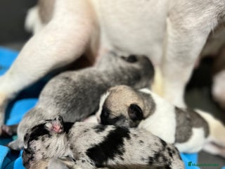 Bulldog Francés perros - Anuncio 1