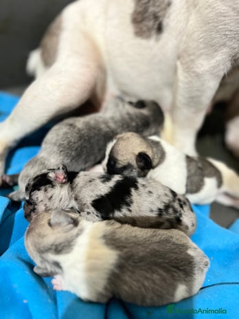 Bulldog Francés perros - Anuncio 2