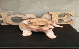 Pomerania perros en venta: Último Machito Pomerania Toy - Imagen 7