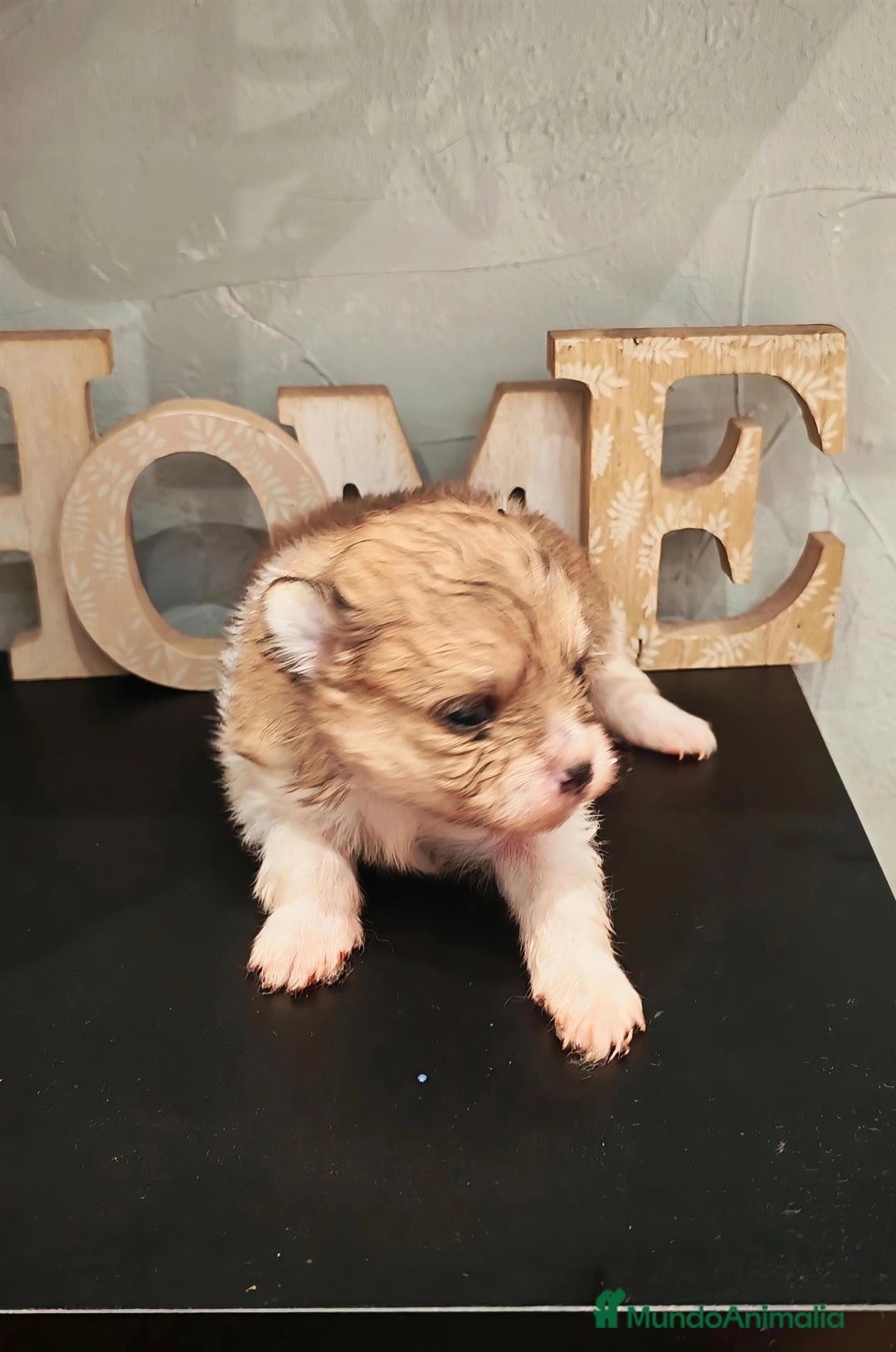 Pomerania perros en venta: Último Machito Pomerania Toy - Imagen 7