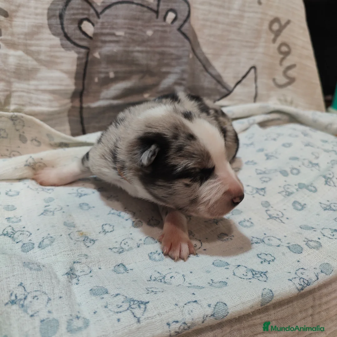 Border Collie perros en venta: Border Collie Blue Merle disponibles - Anuncio 11