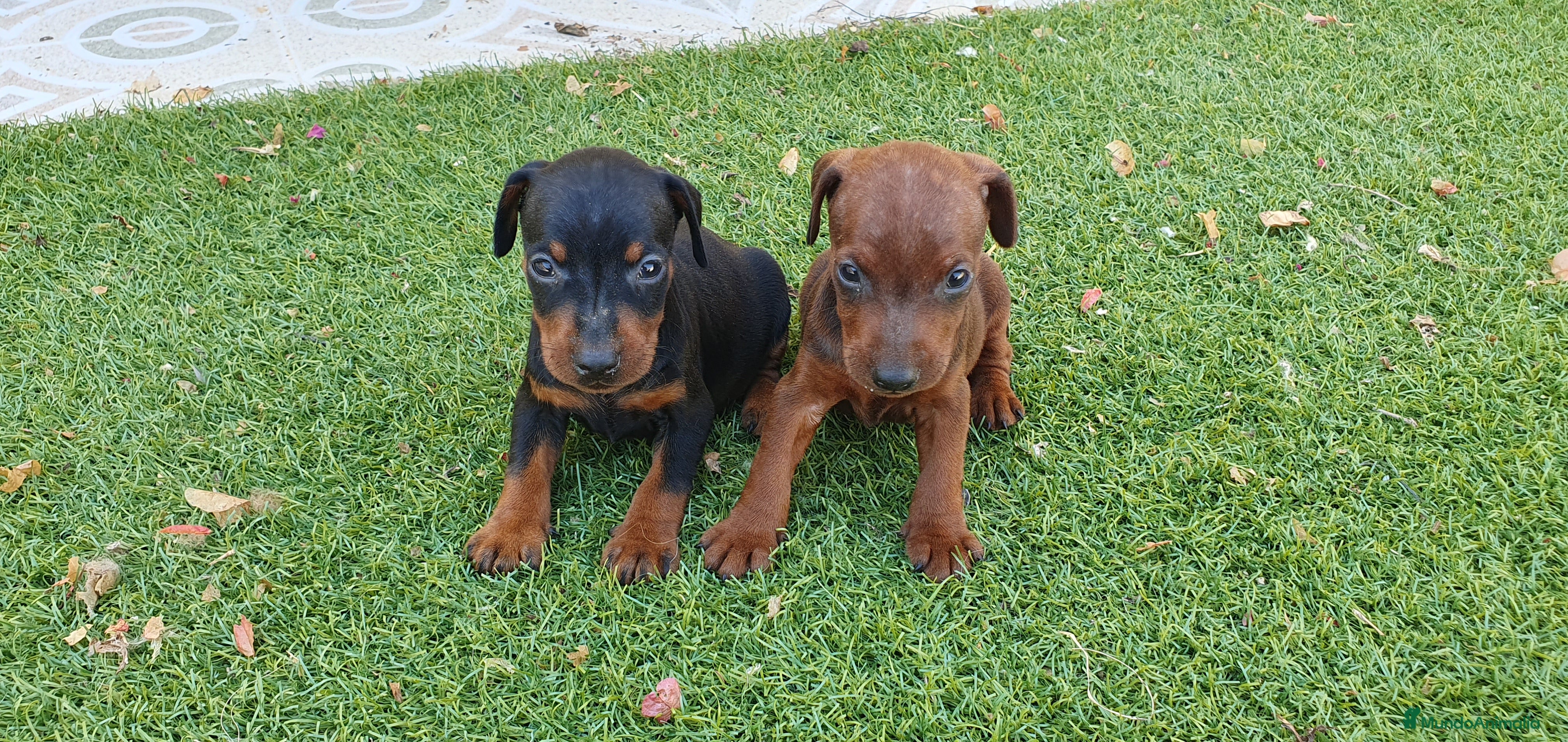 Pinscher Miniatura perros Cachorros Pinscher Miniatura Calidad Top - Anuncio 8
