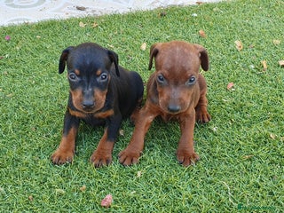 Pinscher Miniatura perros - Anuncio 8