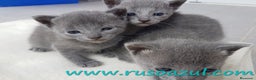 Azul Ruso gatos en venta: Azul Ruso disponibles - Anuncio 6