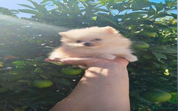 Pomerania perros en venta: Lulú de pomerania toy  - Imagen 4