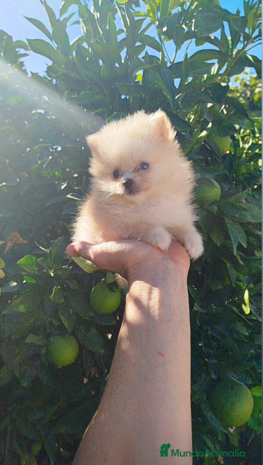 Pomerania perros en venta: Lulú de pomerania toy  - Imagen 4