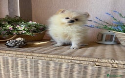 Pomerania perros en venta: Pomerania !!!!! Macho disponible  - Anuncio 1