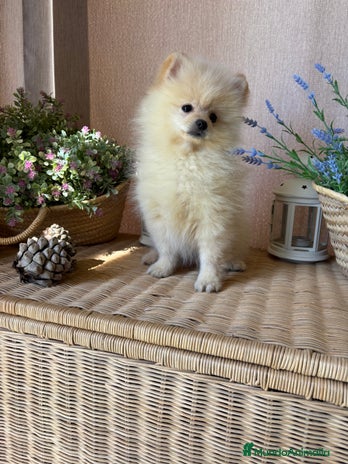 Pomerania perros Pomerania !!!!! Macho disponible - Anuncio 1