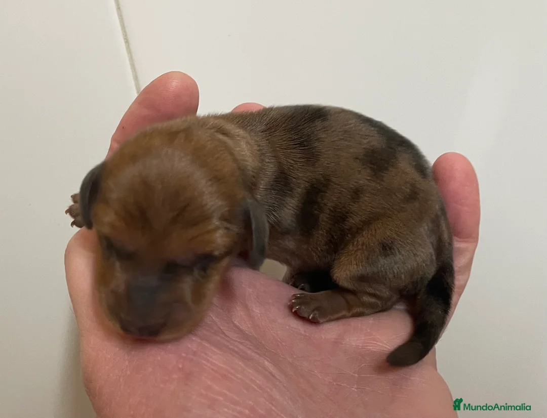 Teckel perros en venta: Teckel kaninchen-miniatura en Ciudad Real - Anuncio 4