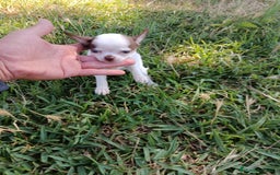Chihuahua perros en venta: 🐶✨ Cachorros Chihuahua de Línea Exclusiva ✨🐶 - Imagen 14
