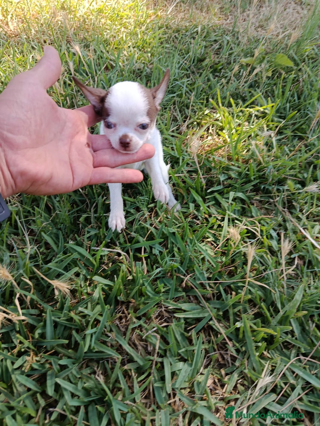 Chihuahua perros en venta: 🐶✨ Cachorros Chihuahua de Línea Exclusiva ✨🐶 - Imagen 14