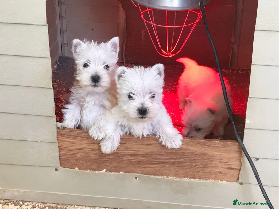 West Highland White Terrier perros en venta: Cachorritos de westy - Anuncio 4
