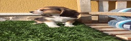 Beagle perros en venta: Espectacular cachorro de Beagle - Anuncio 12