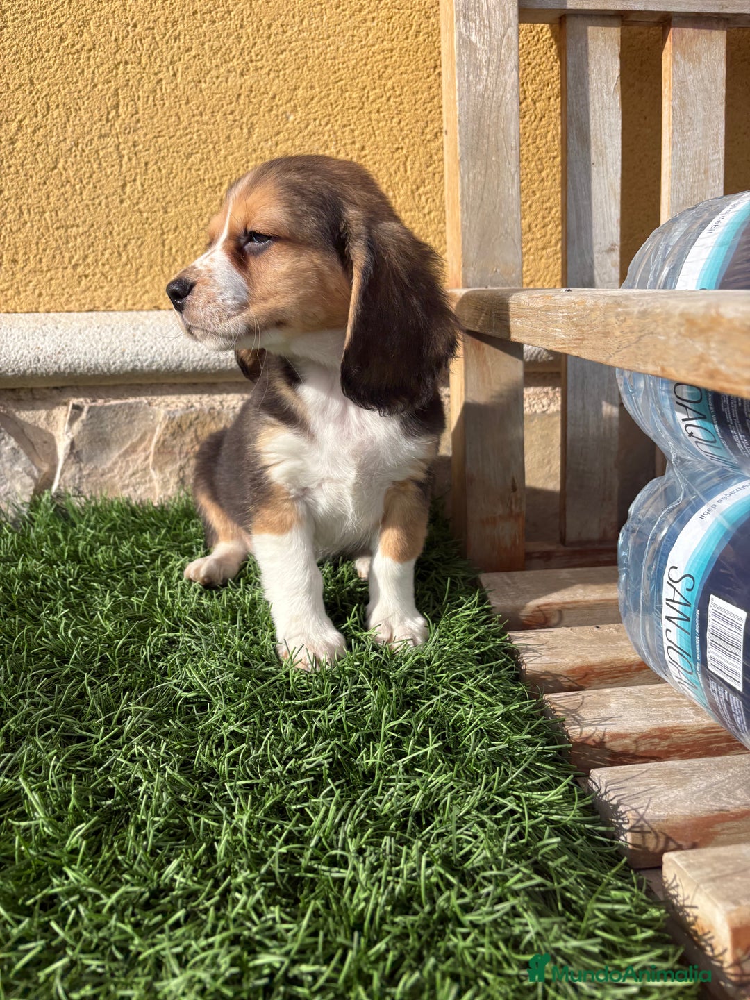 Beagle perros en venta: Espectacular cachorro de Beagle - Anuncio 12