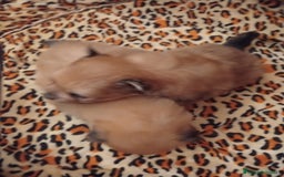 Pomerania perros en venta: POMERANIAS MINIS CALIDAD Y SELECCIÓN  - Imagen 2