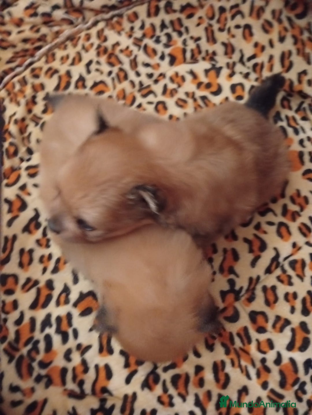 Pomerania perros en venta: POMERANIAS MINIS CALIDAD Y SELECCIÓN  - Imagen 2