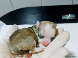 Chihuahua perros en Alicante - Anuncio 34