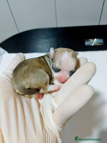 Chihuahua perros en Alicante - Anuncio 2