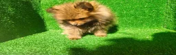 Pomerania perros en venta: Pomerania  - Anuncio 1