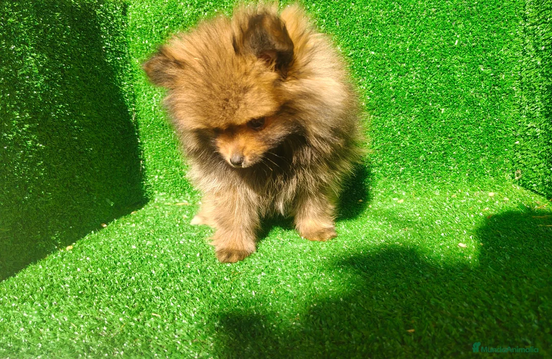 Pomerania perros en venta: Pomerania  - Anuncio 1