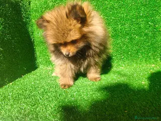 Pomerania perros Pomerania - Anuncio 1