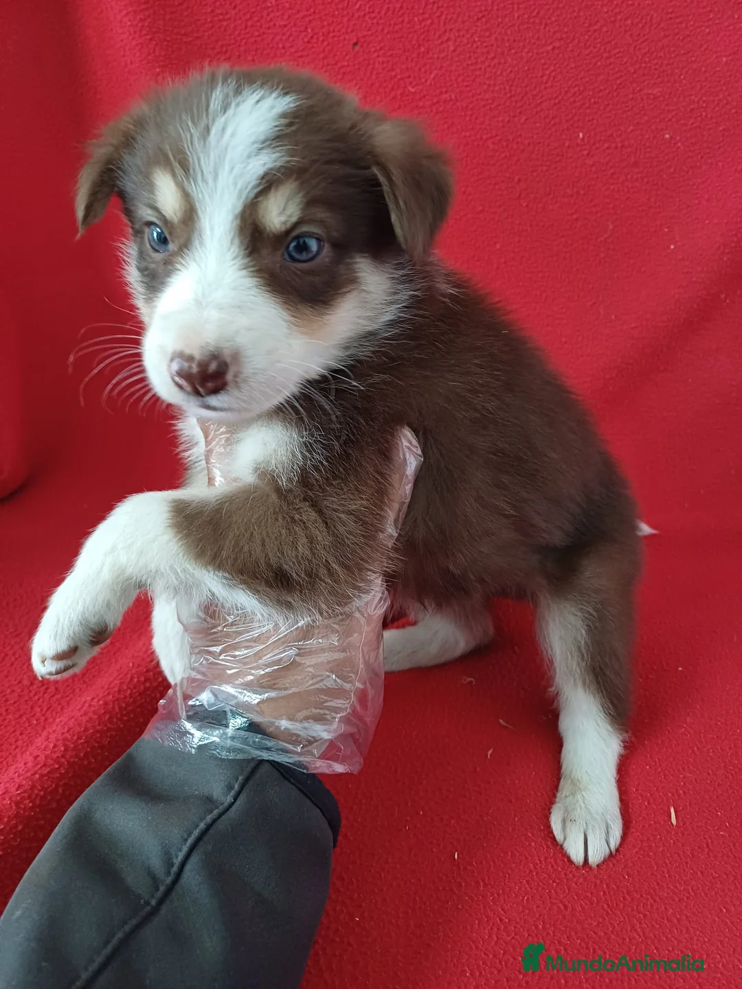 Border Collie perros en venta: Border Collie Chocolate  - Anuncio 2