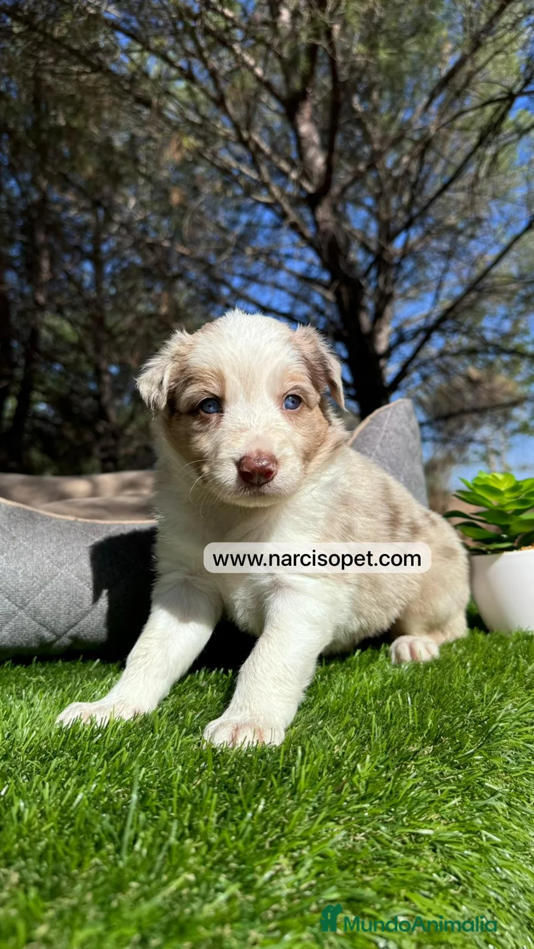 Border Collie perros en venta: BORDER COLLIE RED MERLE CACHORRO en Asturias - Anuncio 2