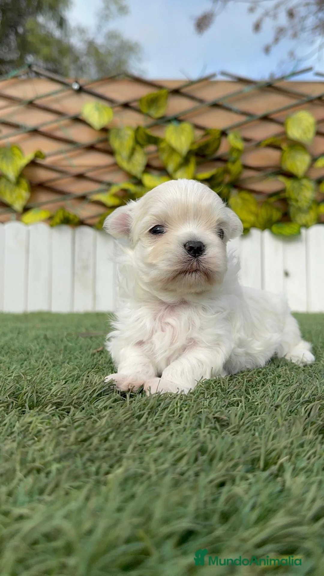 Bichón Maltés perros en venta: BICHON MALTES 100% TIPO COREANO - Anuncio 8