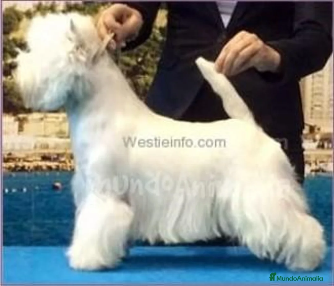 Imagen de galería {{count}}