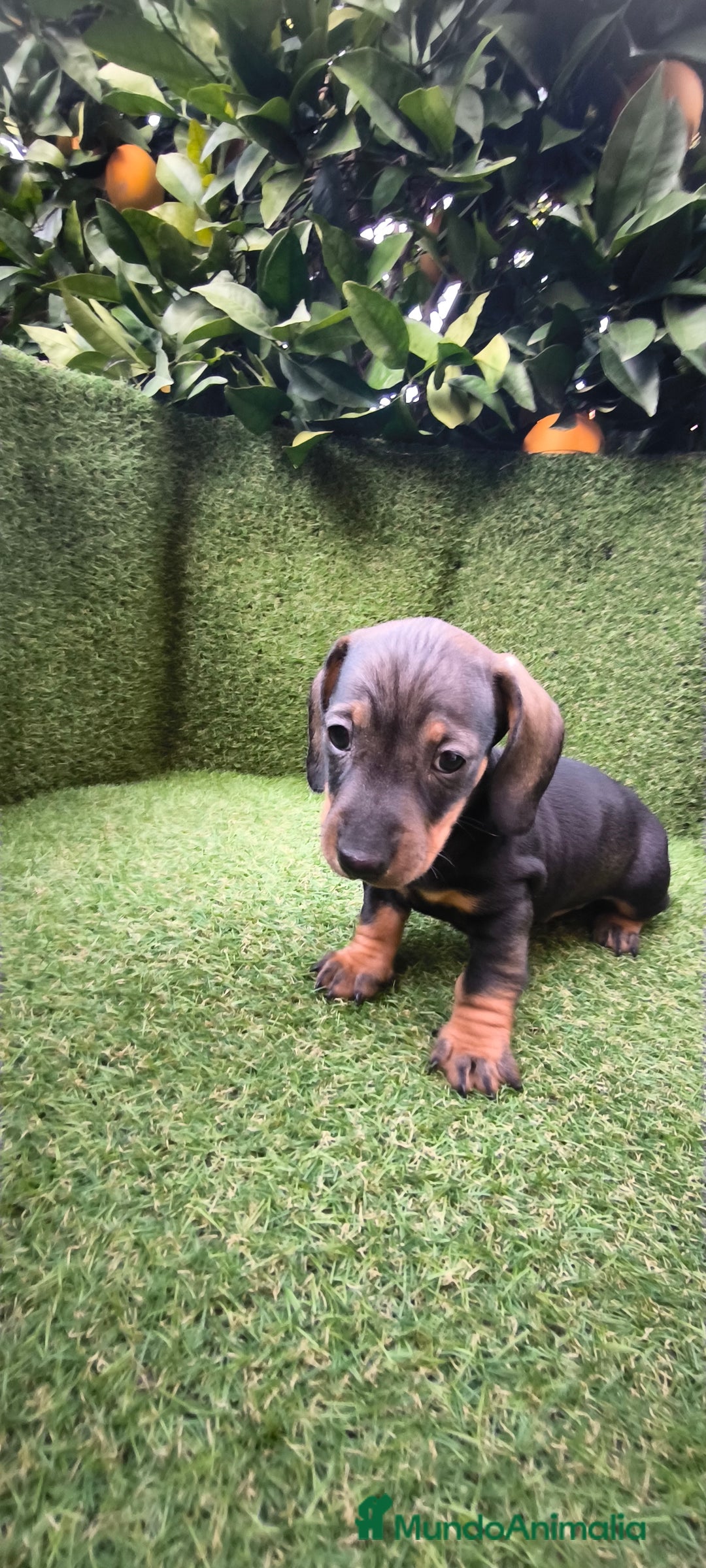 Teckel Miniatura perros en venta: camada teckel arlequín y todos los colores  - Anuncio 16