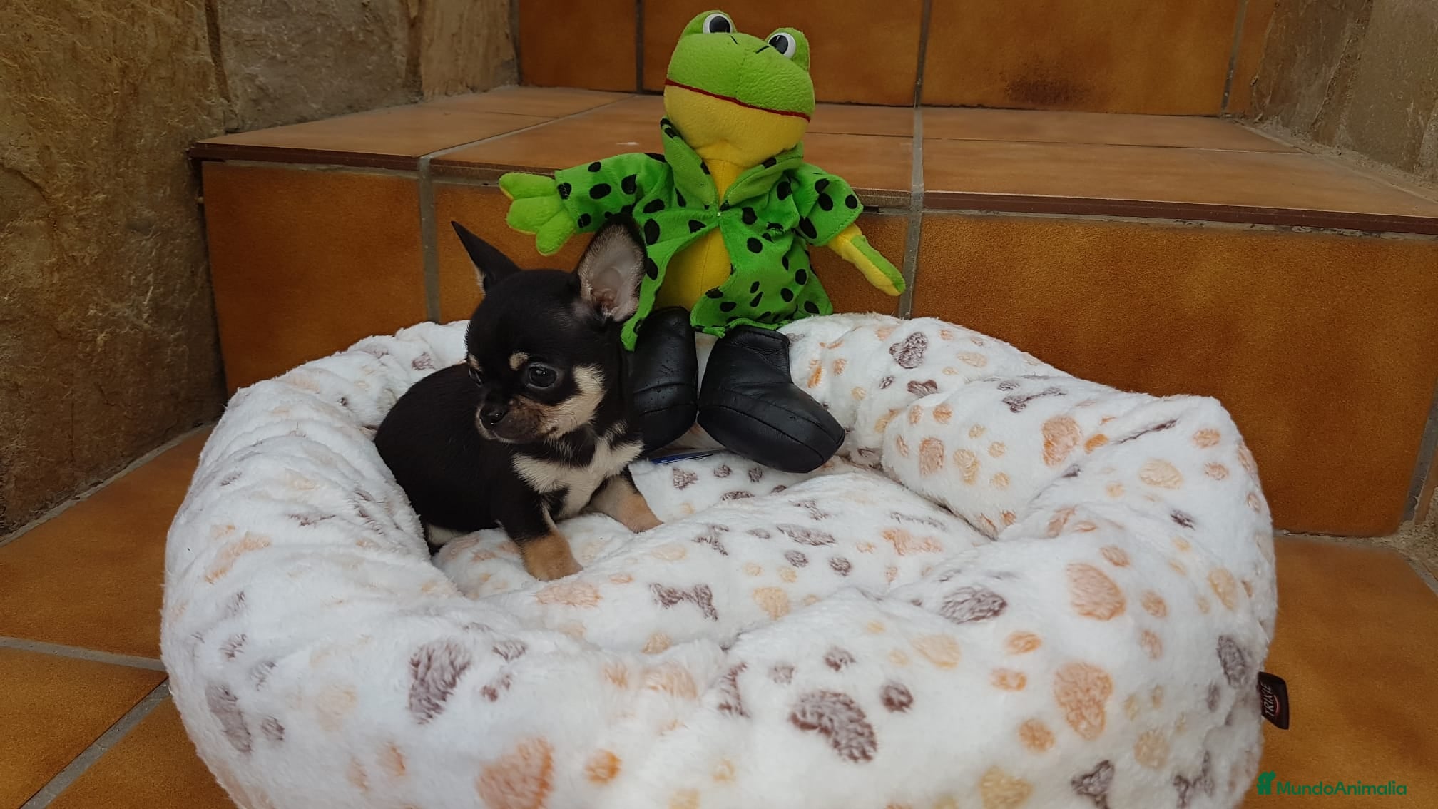 Chihuahua perros Espectaculares chihuahuas toy en Barcelona - Anuncio 19