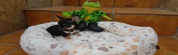 Chihuahua perros en venta: Espectaculares chihuahuas toy en Barcelona - Anuncio 1