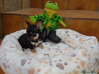 Chihuahua perros en Barcelona - Anuncio 21