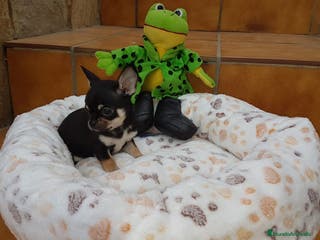 Chihuahua perros Espectaculares chihuahuas toy en Barcelona - Anuncio 20