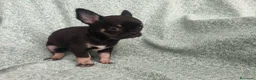 Chihuahua perros en venta: Chihuahua Toy - Anuncio 6