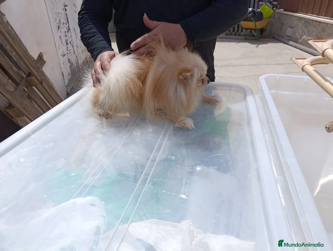 Pomerania perros en venta: Machito de pomerania americano - Anuncio 1
