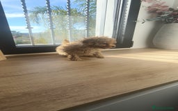 Caniche Toy perros en venta: Caniche hembra Apricot y Roja - Anuncio 7