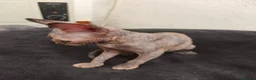 Sphynx gatos en venta: Preciosa hembrita sphynx  - Anuncio 5
