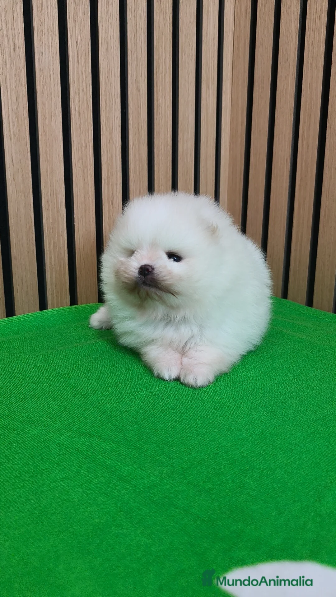 Pomerania perros en venta: Disponible macho y hembra  - Anuncio 9